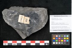 Foto (Objekt + Etikett) von Sigillaria elongata Brongniart (NHMW-GEO-2024-0188-11061)